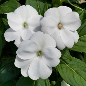 SunPatiens Compact White